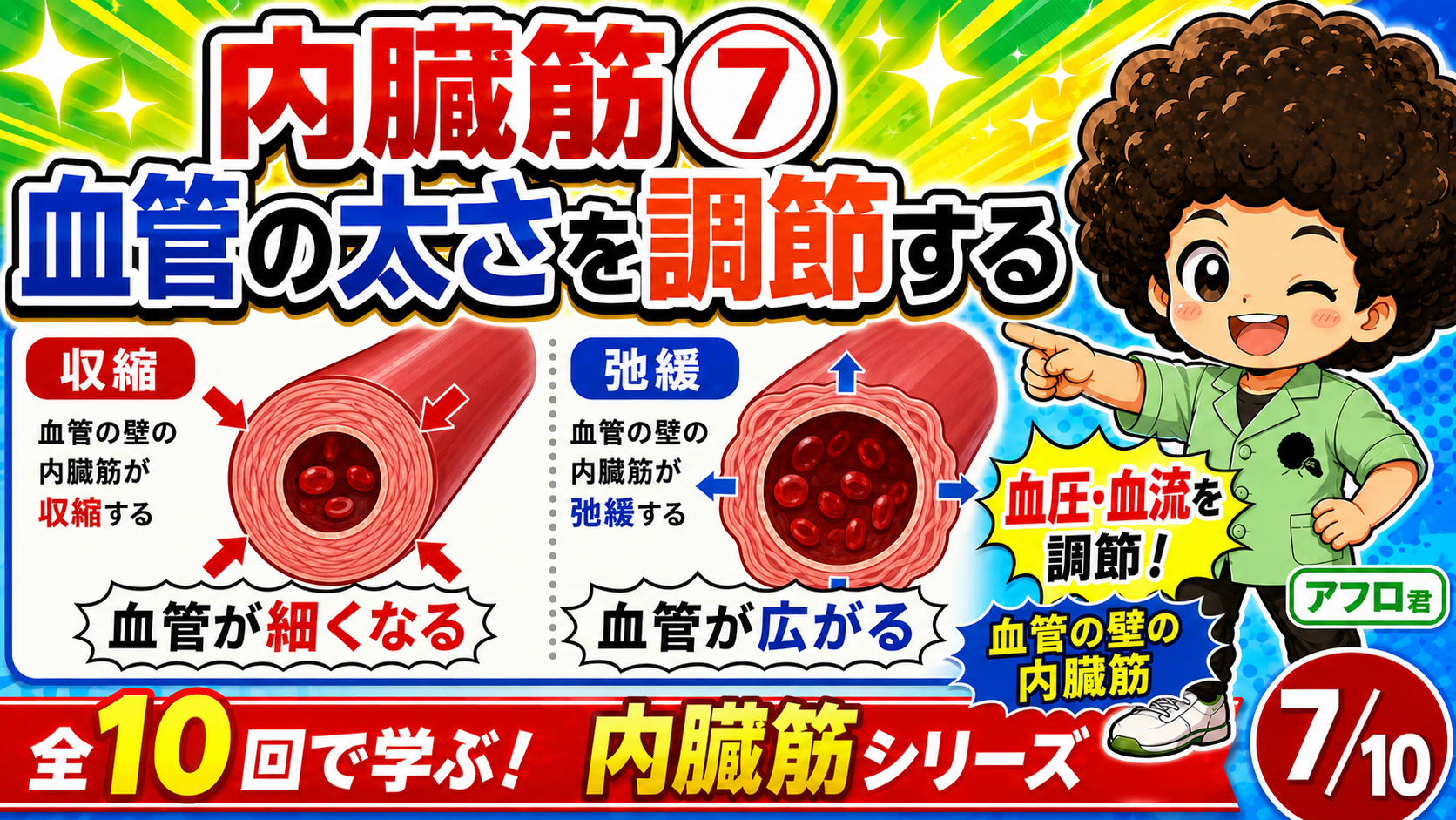 内臓筋が胃・腸・膀胱・子宮・血管の壁をつくり内容物を運ぶことを示す図