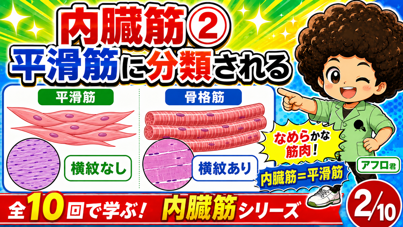横紋のない平滑筋と横紋のある骨格筋を比較した図