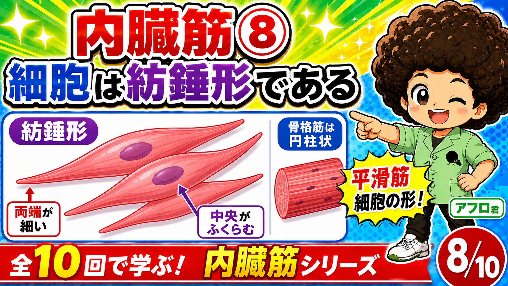 胃・腸・膀胱・子宮・血管に内臓筋があることを示す図