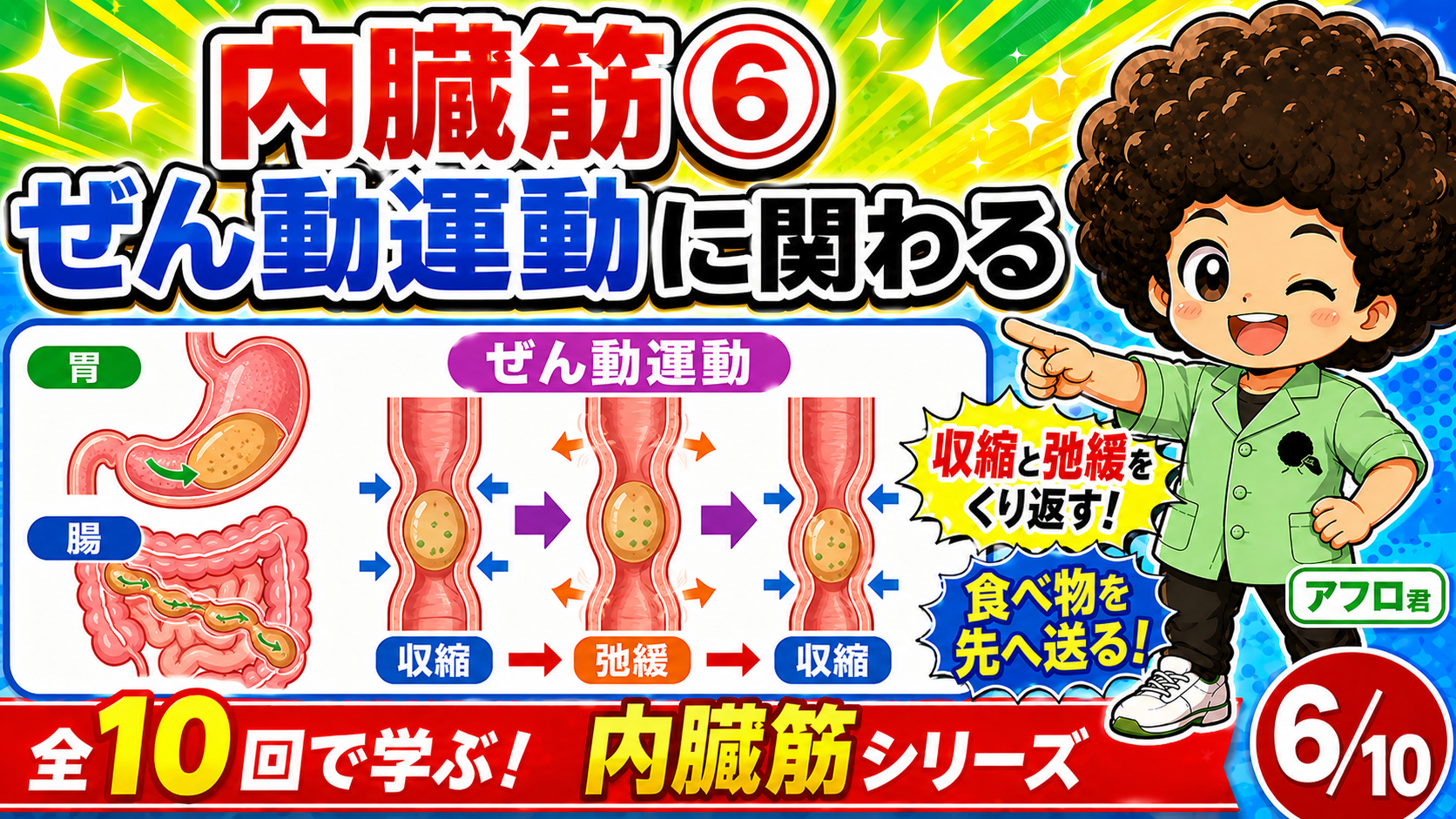 交感神経と副交感神経が内臓の動きを調節する図