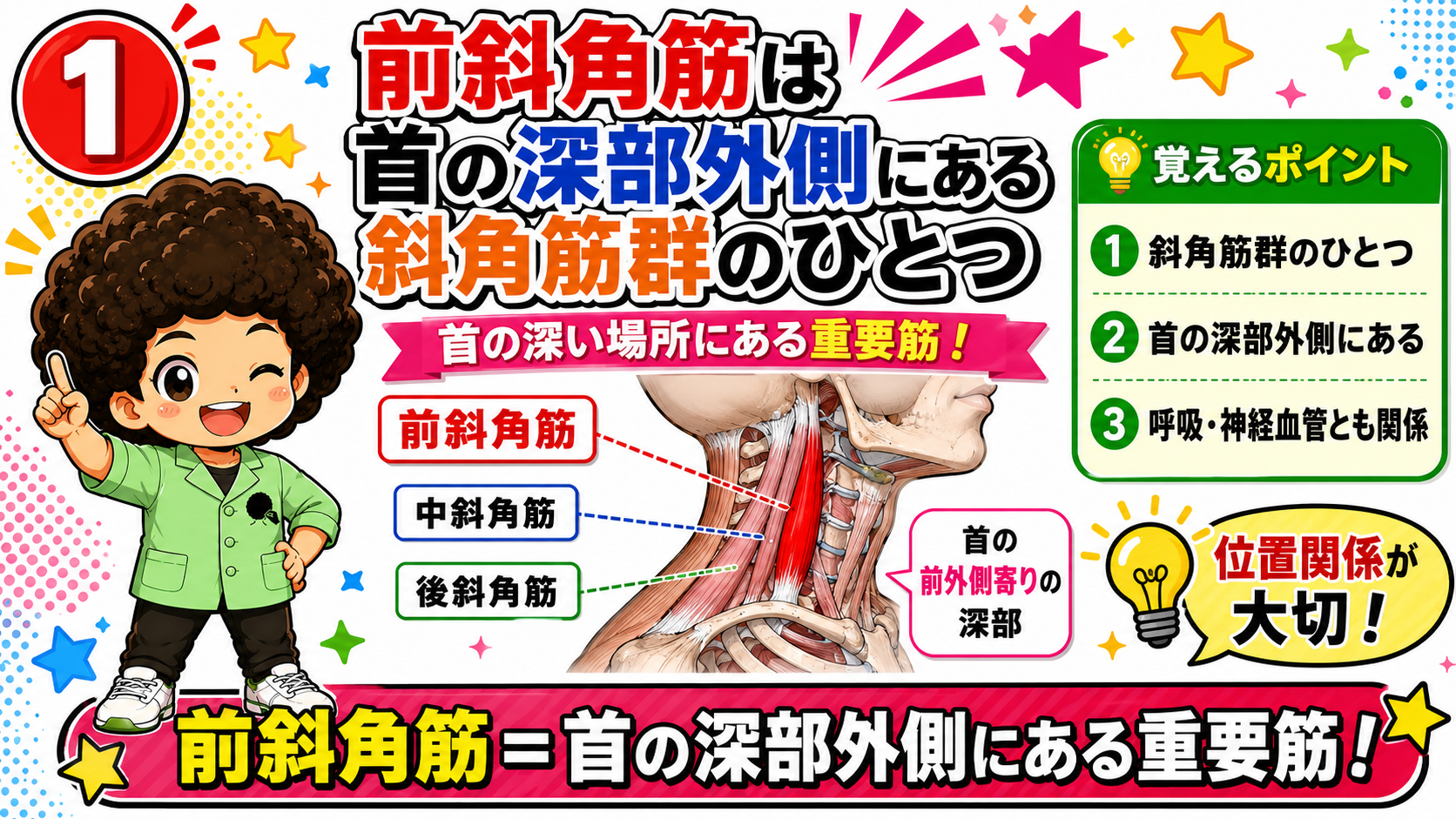 首の深部外側にある斜角筋群のうち前斜角筋の位置を示した図
