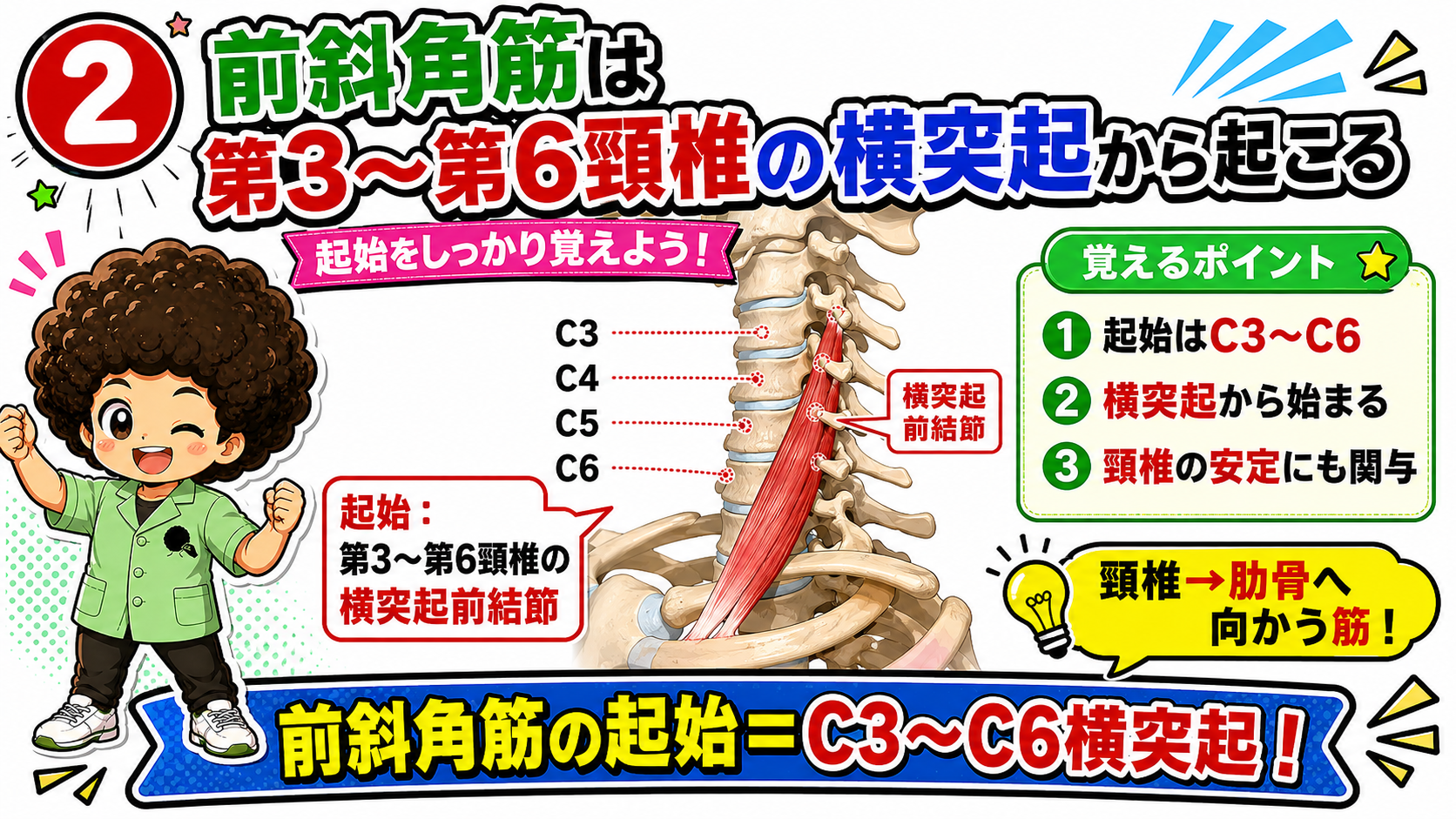 C3からC6の横突起前結節を起始とする前斜角筋を示した図