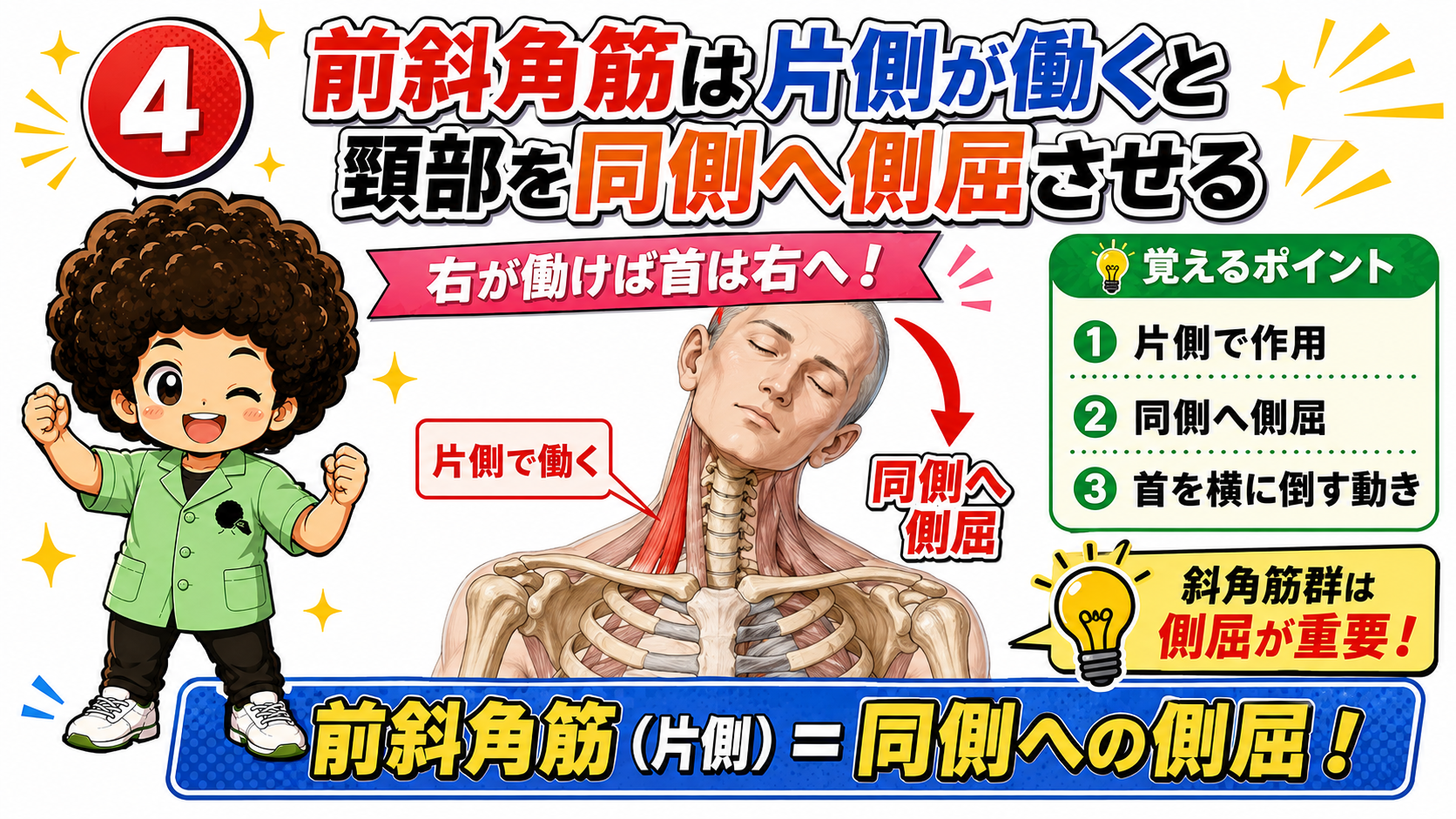 右が働くと首が右へ倒れる前斜角筋の側屈作用を示した図