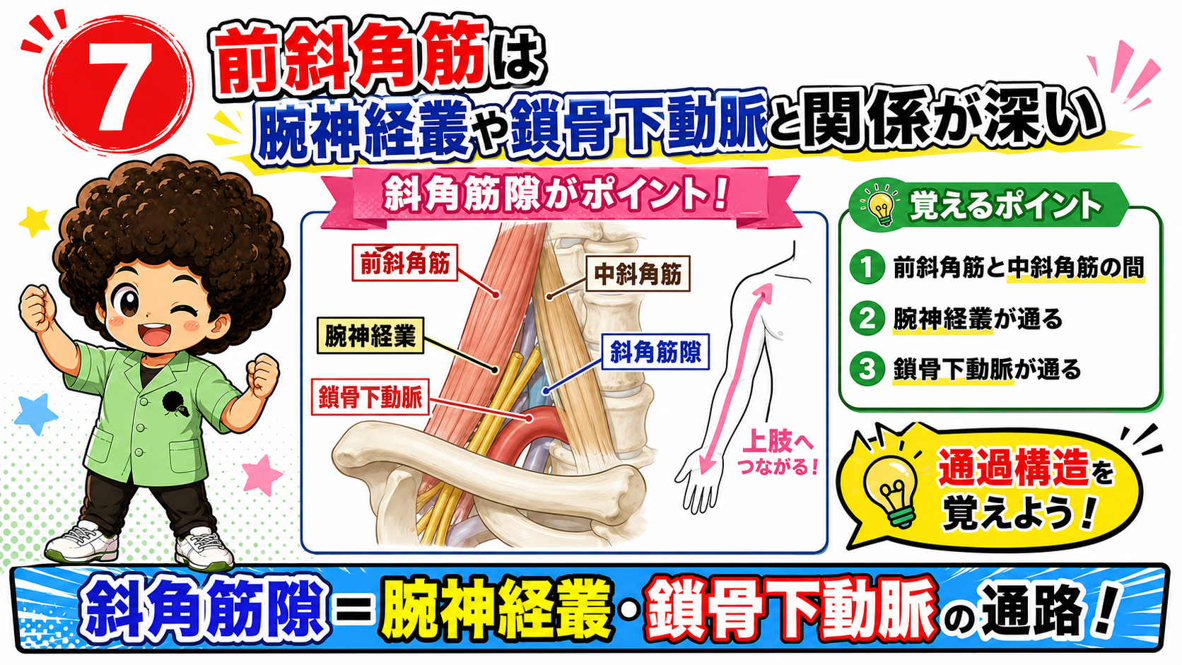 前斜角筋と中斜角筋の間の斜角筋隙を神経・血管が通る図