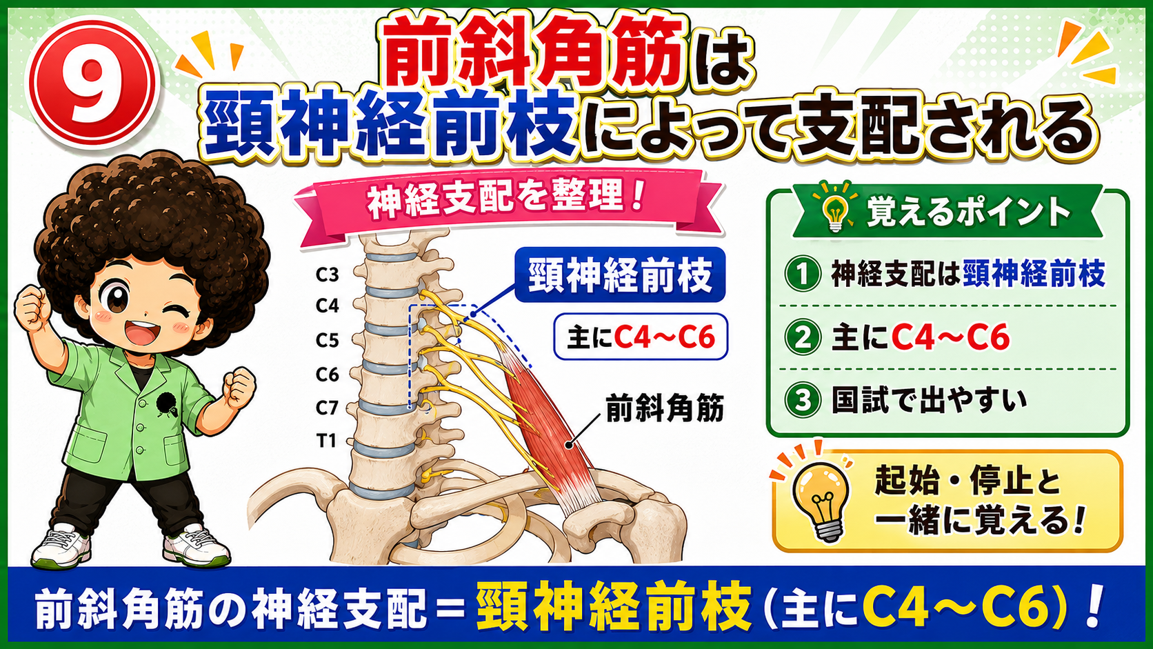 前斜角筋の緊張で腕神経叢と鎖骨下動脈が圧迫される図