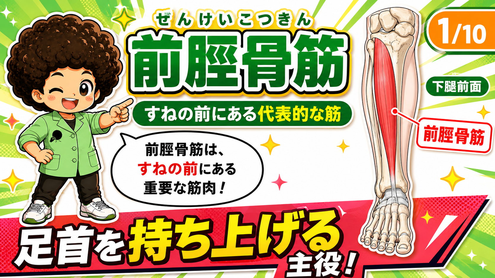 下腿前面ですねの前を走る前脛骨筋の位置を示した図