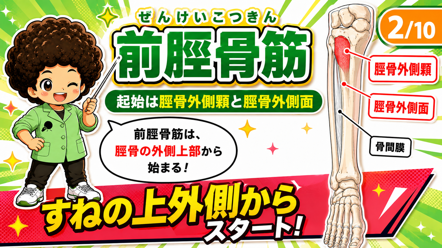 前脛骨筋の起始部を示した図