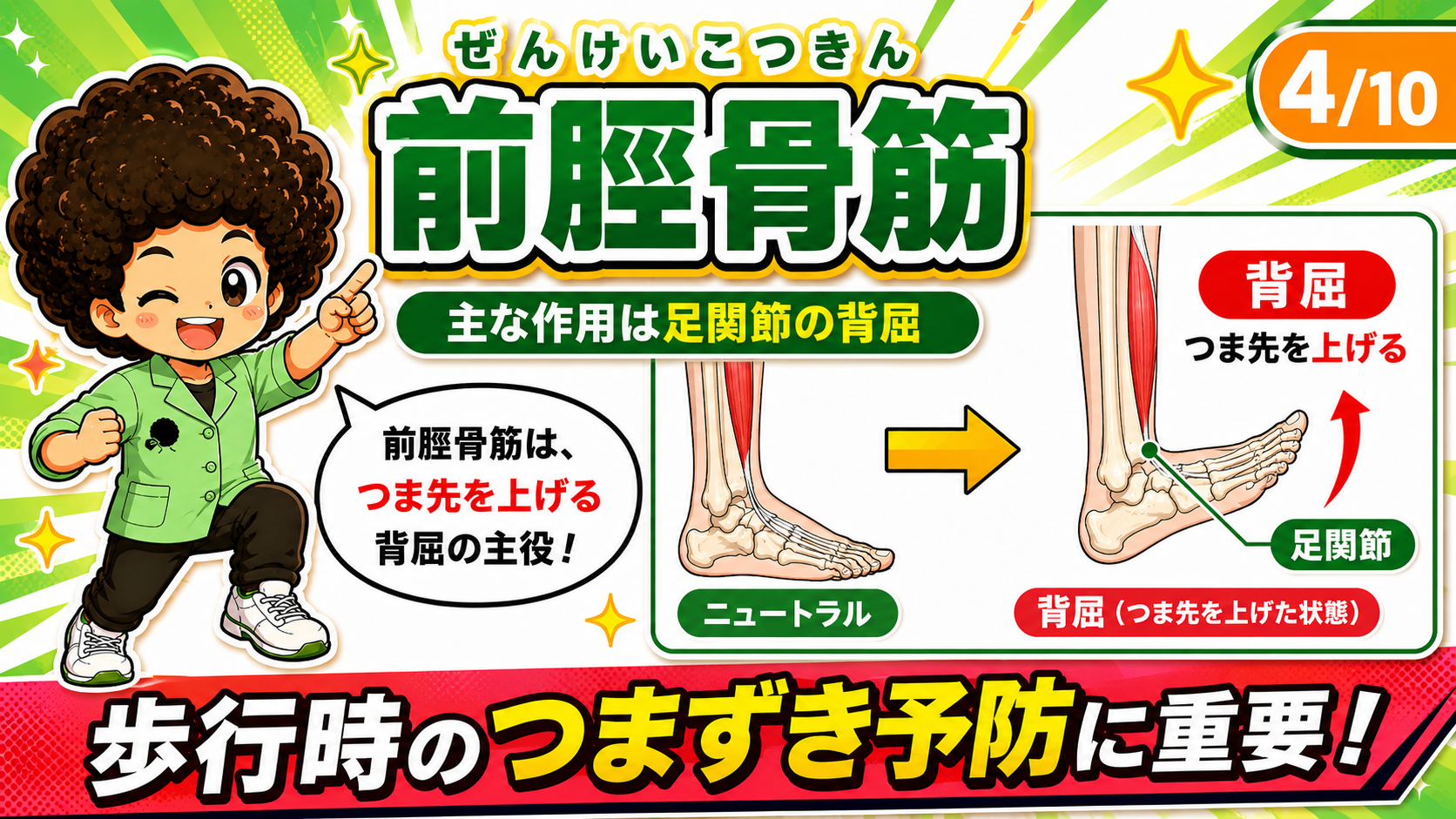 前脛骨筋による足関節の背屈を示した図