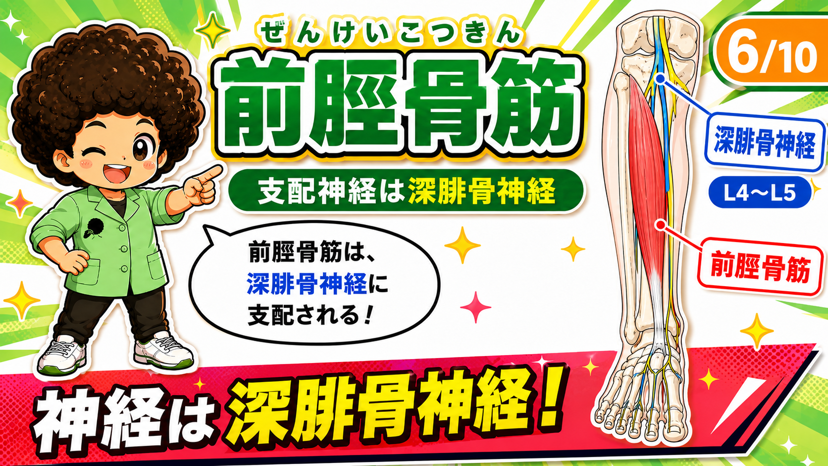 前脛骨筋を支配する深腓骨神経を示した図