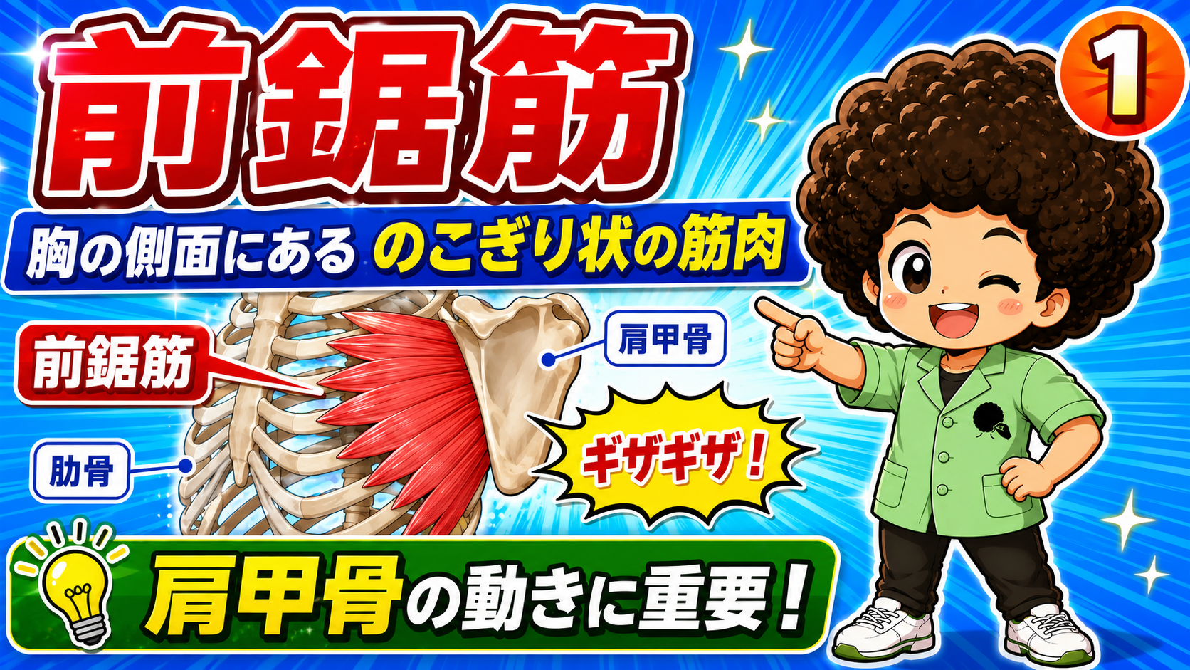 胸の側面で肋骨と肩甲骨の間に広がるのこぎり状の前鋸筋を示した図