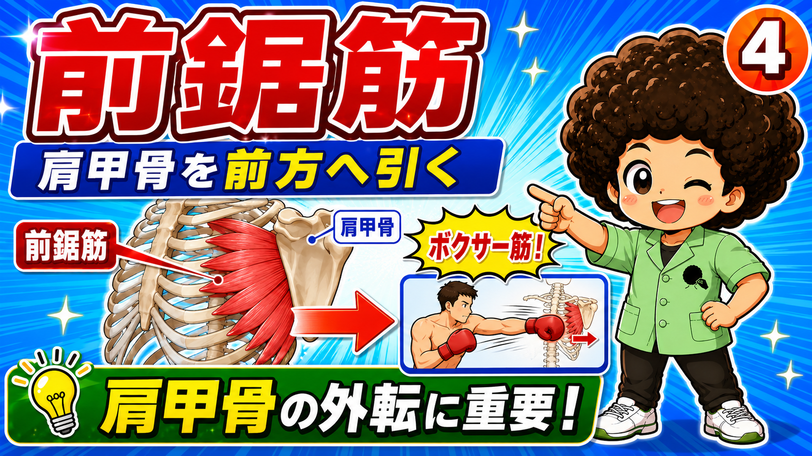 肩甲骨を前方へ引いて外転させる前鋸筋の作用を示した図