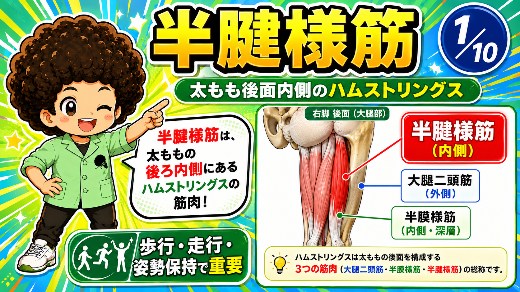 半腱様筋が太もも後面内側のハムストリングスとして描かれた右脚後面の図