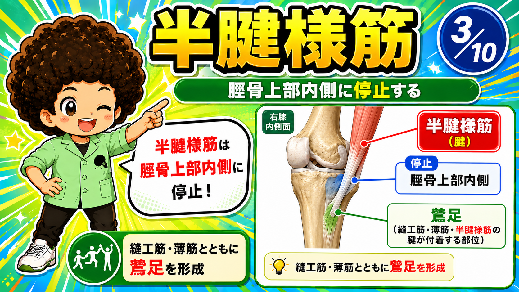 半腱様筋の腱が脛骨上部内側に停止し鵞足を形成する膝内側面の図