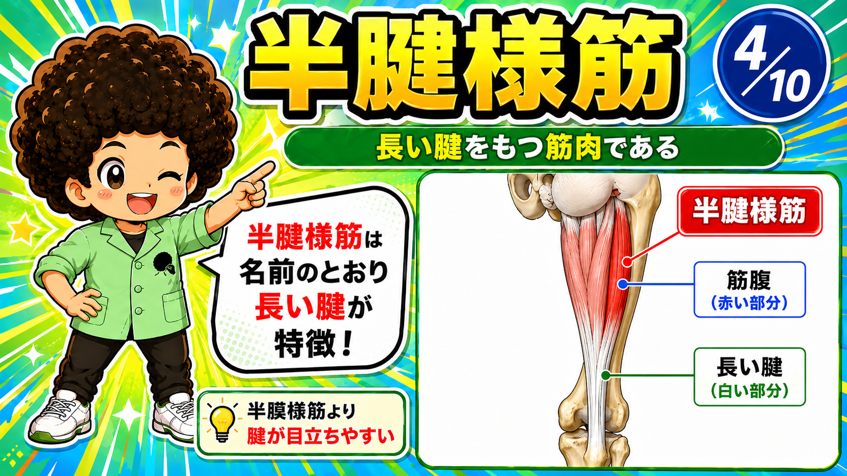 半腱様筋の筋腹と長い腱を色分けした図