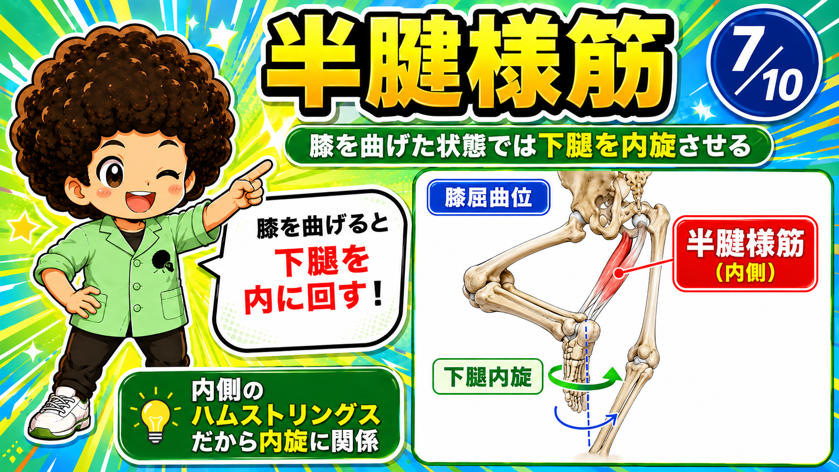 膝屈曲位で半腱様筋が下腿を内旋させる動きを示した図