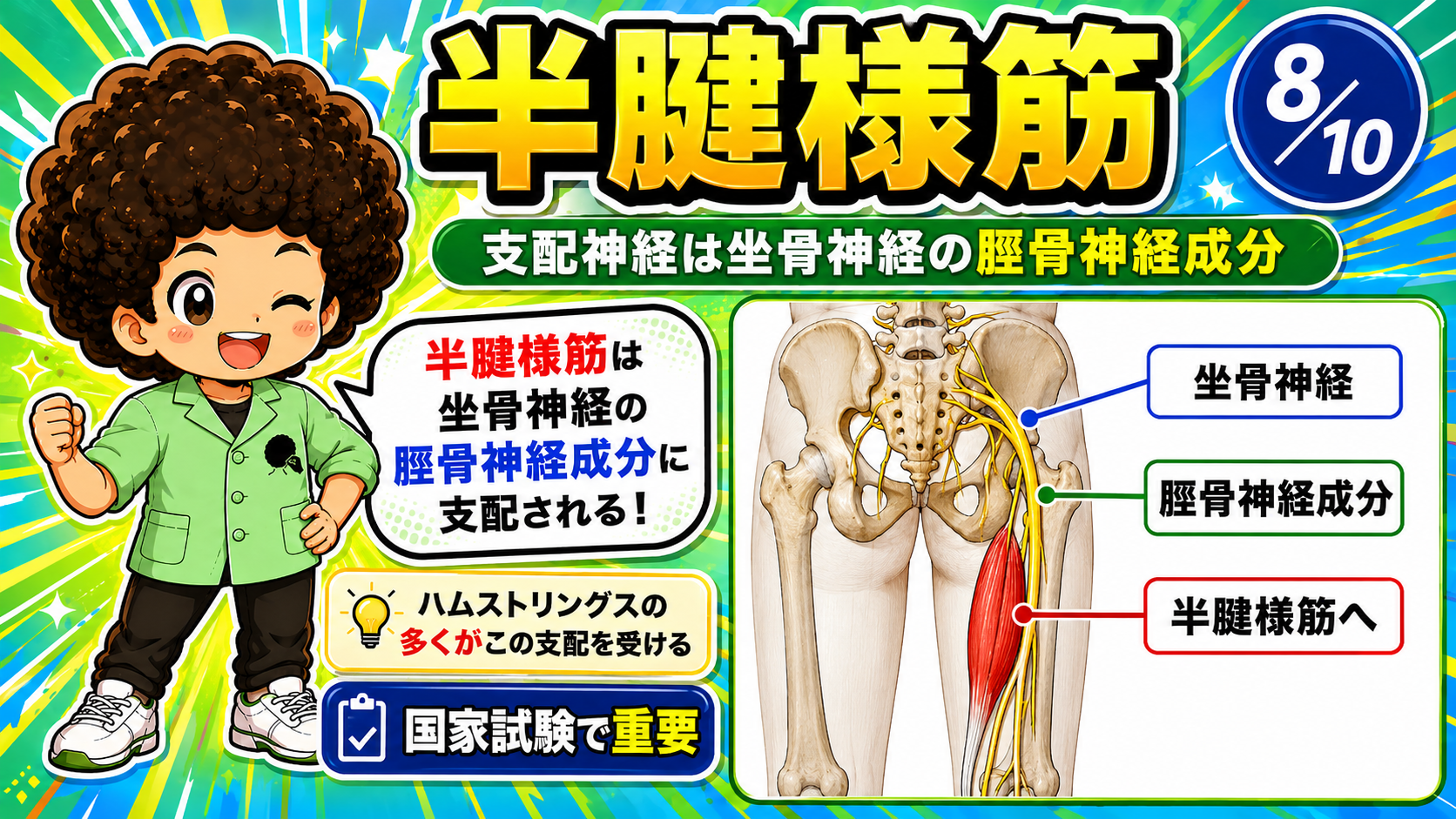 坐骨神経の脛骨神経成分が半腱様筋を支配する図