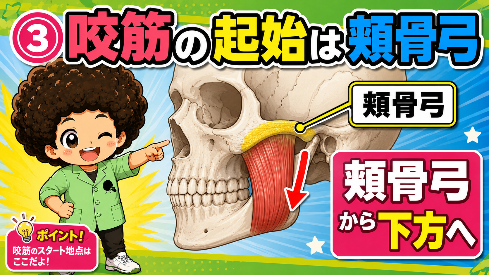 頬骨弓から起こり下方へ向かう咬筋を示した頭蓋骨の図
