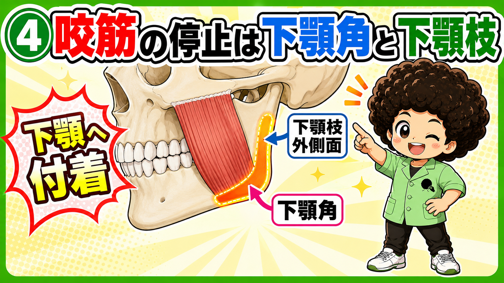 下顎角と下顎枝外側面に付着する咬筋を示した頭蓋骨の図