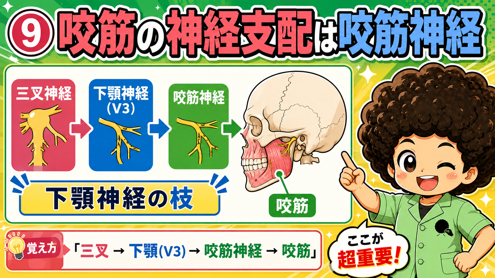 三叉神経から下顎神経・咬筋神経を経て咬筋に至る支配神経の流れを示した図