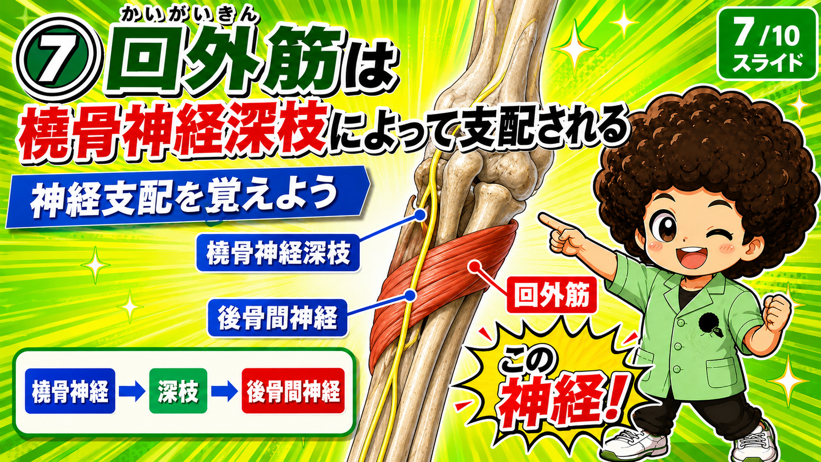 橈骨神経→深枝→後骨間神経の流れを示した図