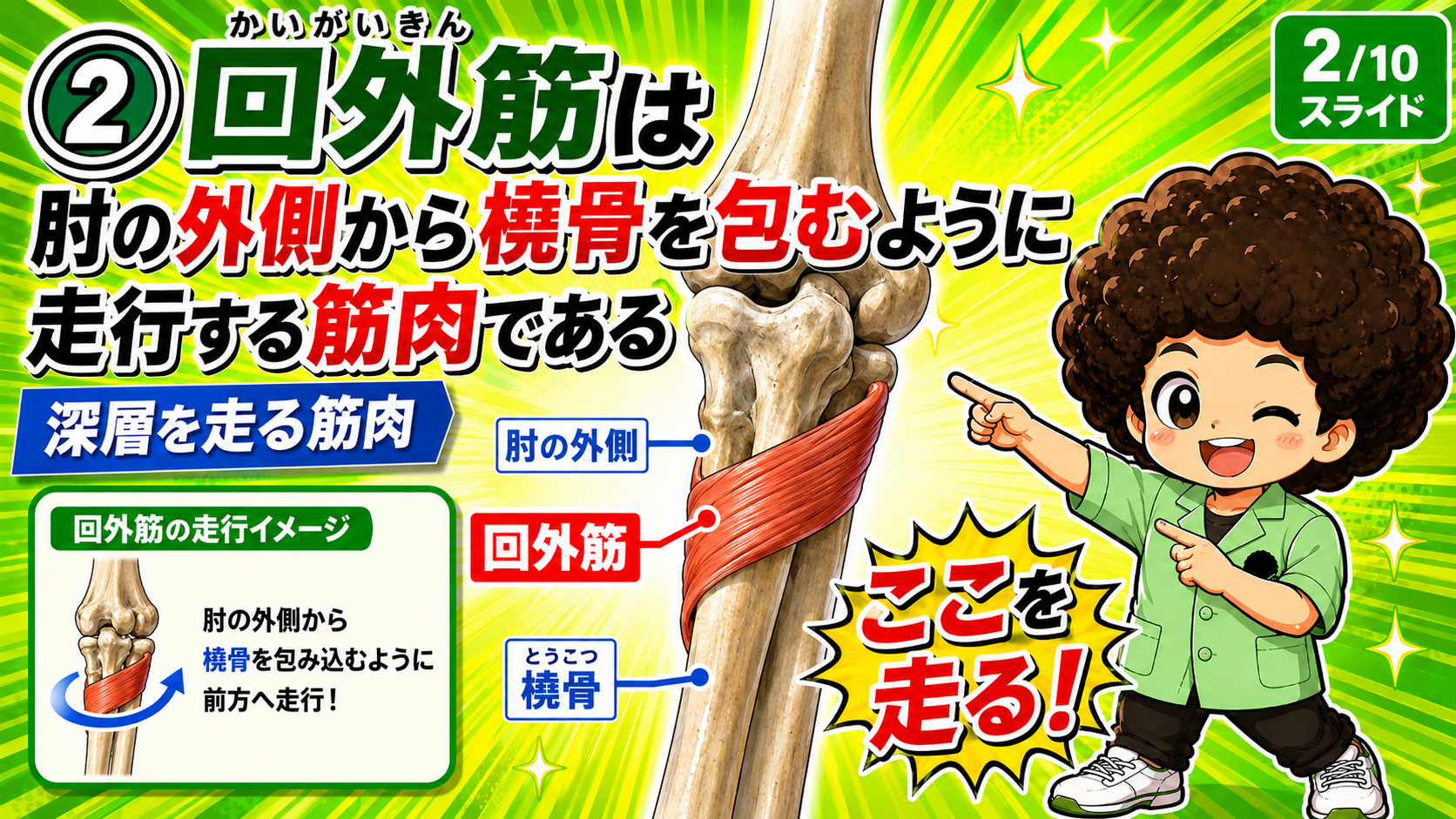 回外筋が橈骨を包み込むように走る図
