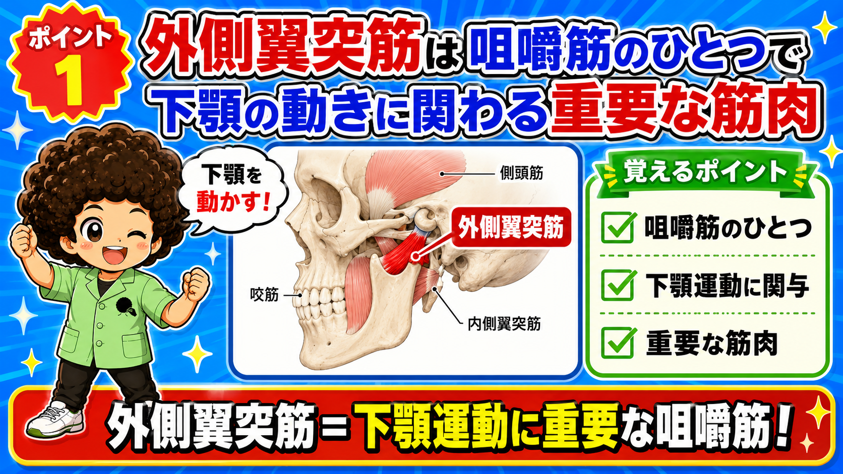 外側翼突筋が顎関節付近に描かれた頭蓋骨の側面図で、下顎運動に関わる咀嚼筋のひとつであることを示す図