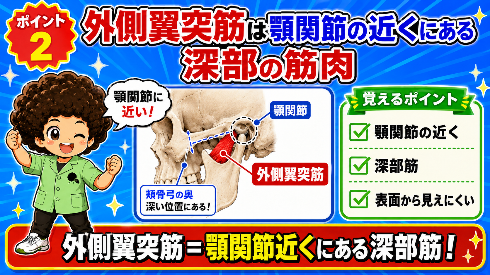 顎関節の近く・頬骨弓の奥深くに位置する外側翼突筋を示した頭蓋骨の図