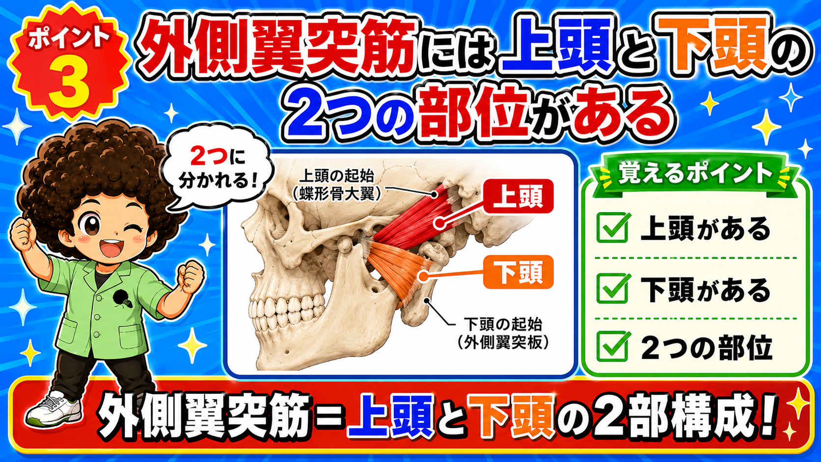 外側翼突筋が上頭（蝶形骨大翼起始）と下頭（外側翼突板起始）に分かれることを示した図