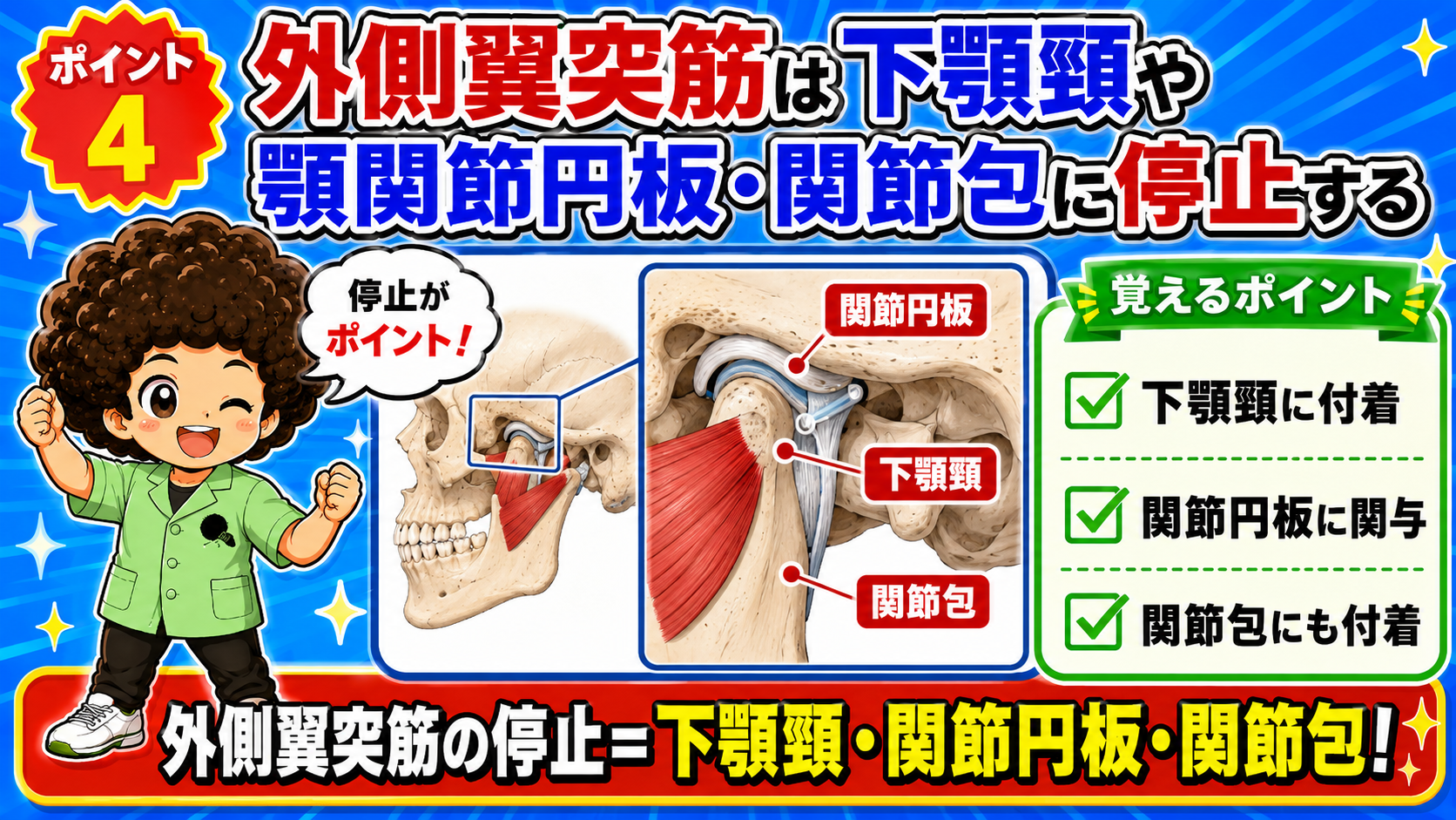 外側翼突筋が下顎頸・関節円板・関節包に停止することを示した顎関節の拡大図