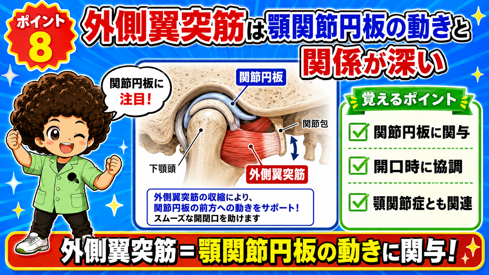 外側翼突筋の収縮が顎関節円板を前方へ引く様子を示した顎関節の断面図