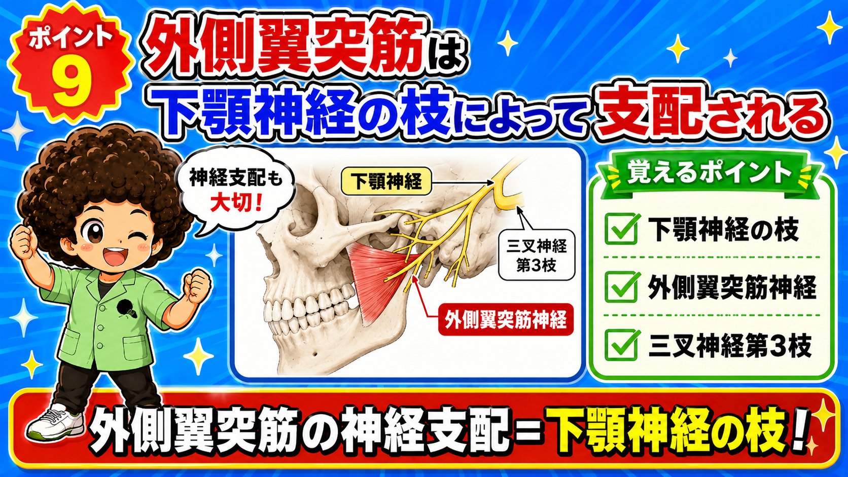 三叉神経第3枝の下顎神経から分かれる外側翼突筋神経の支配を示した図
