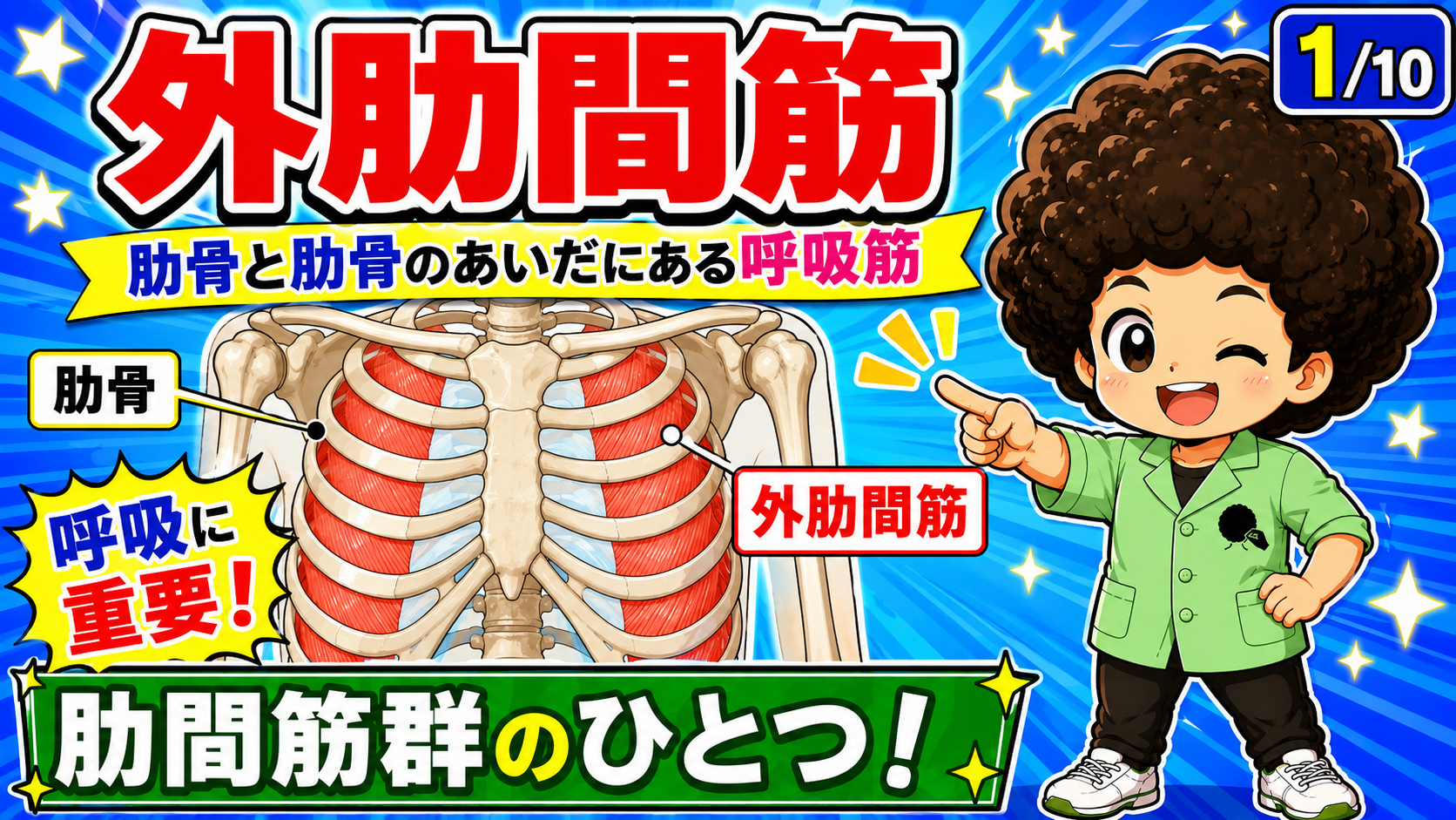 肋骨と肋骨の間にある外肋間筋を示した図