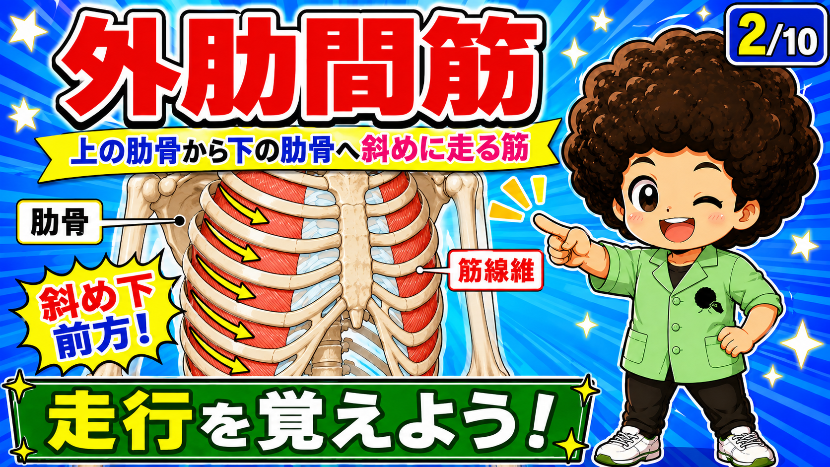 上の肋骨から下の肋骨へ斜め下前方に走る外肋間筋の筋線維を示した図