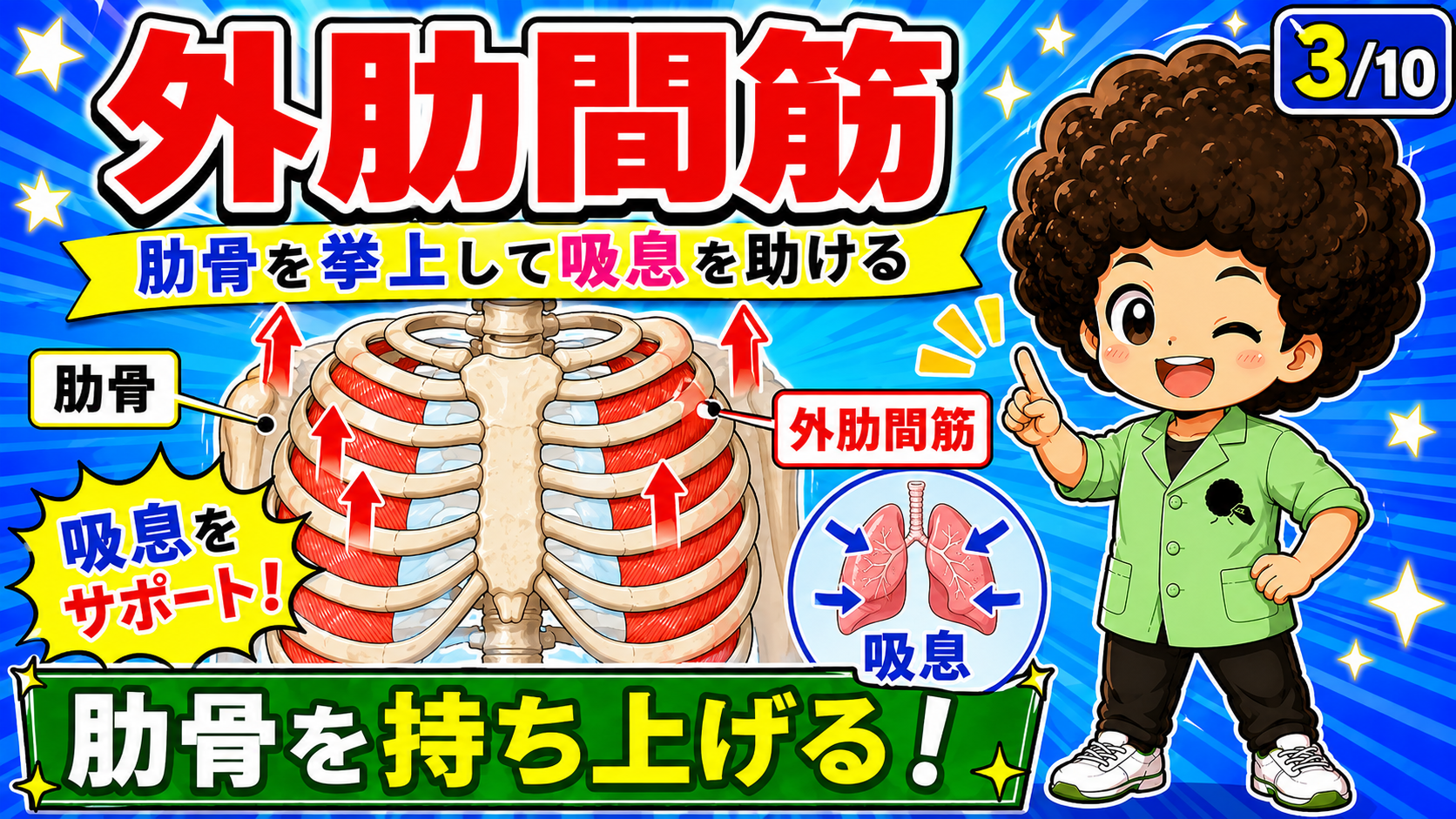 肋骨を持ち上げて胸郭を拡大し吸息を助ける外肋間筋の作用を示した図