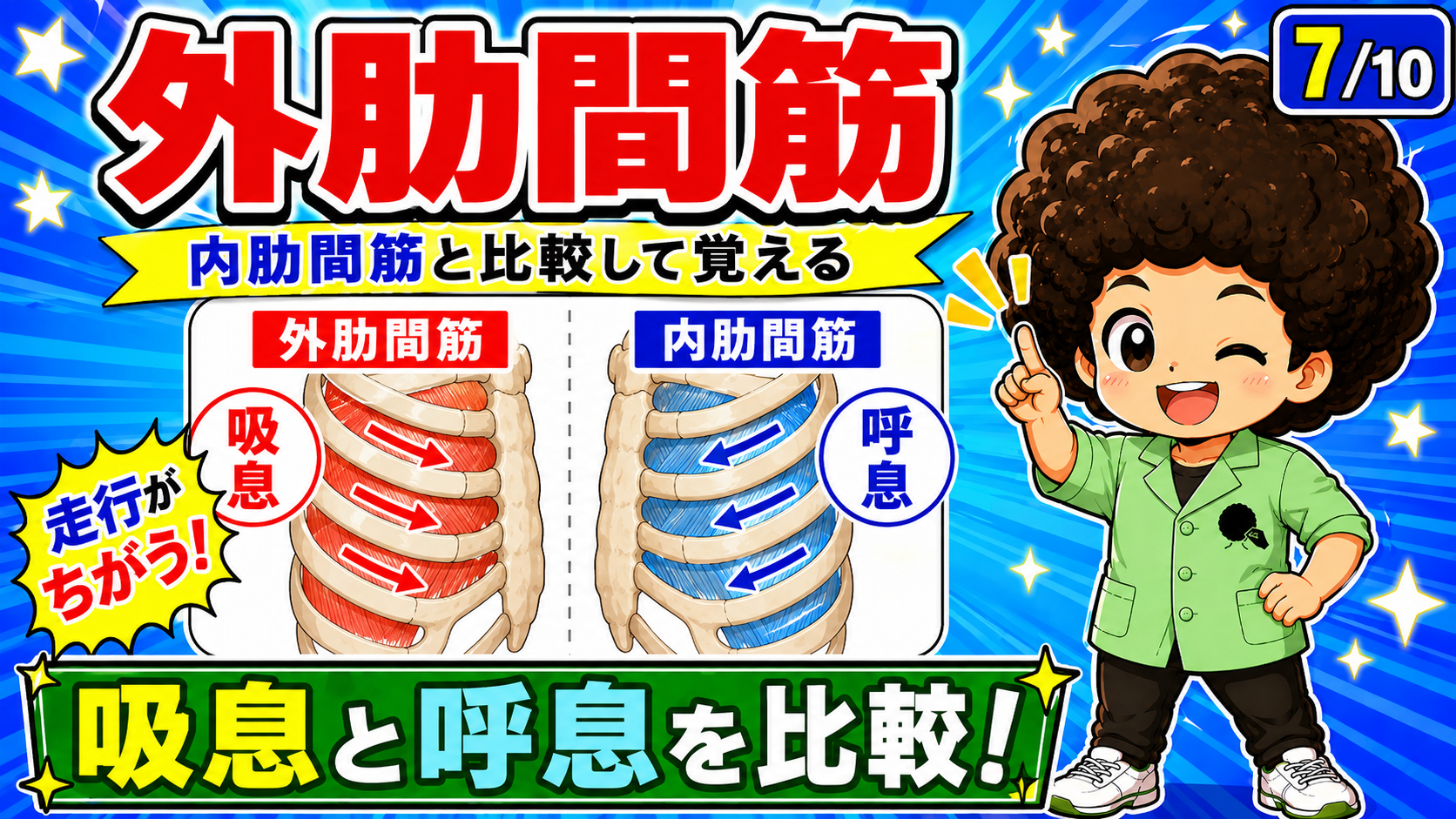 外肋間筋の吸息と内肋間筋の呼息を比較した図
