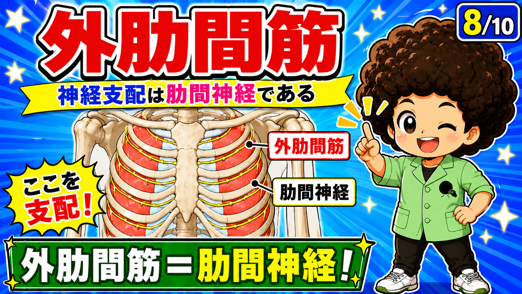 肋間神経に支配される外肋間筋を示した図
