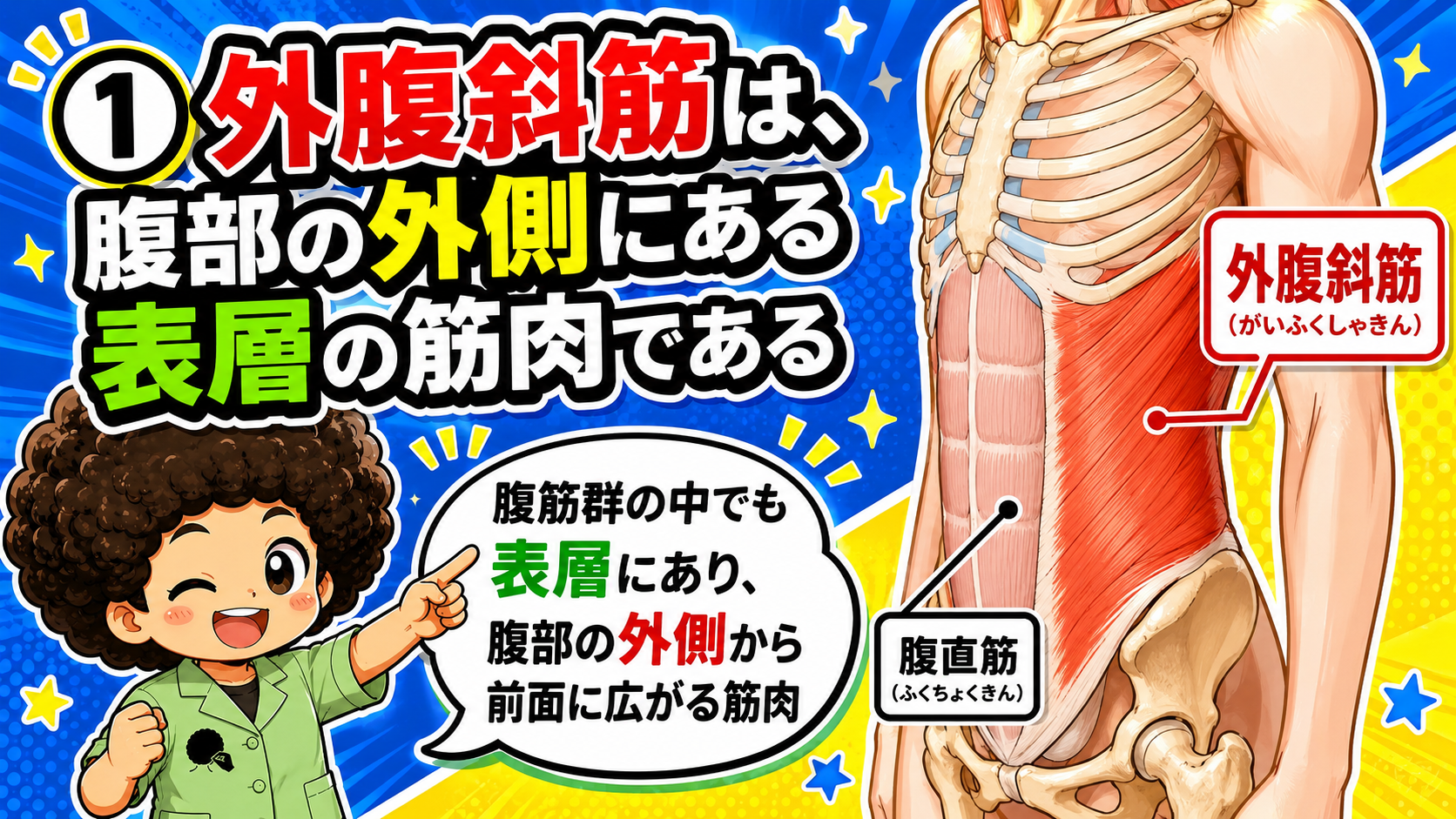 腹部の外側にある表層の筋肉・外腹斜筋の位置を示す体幹前面の解剖図