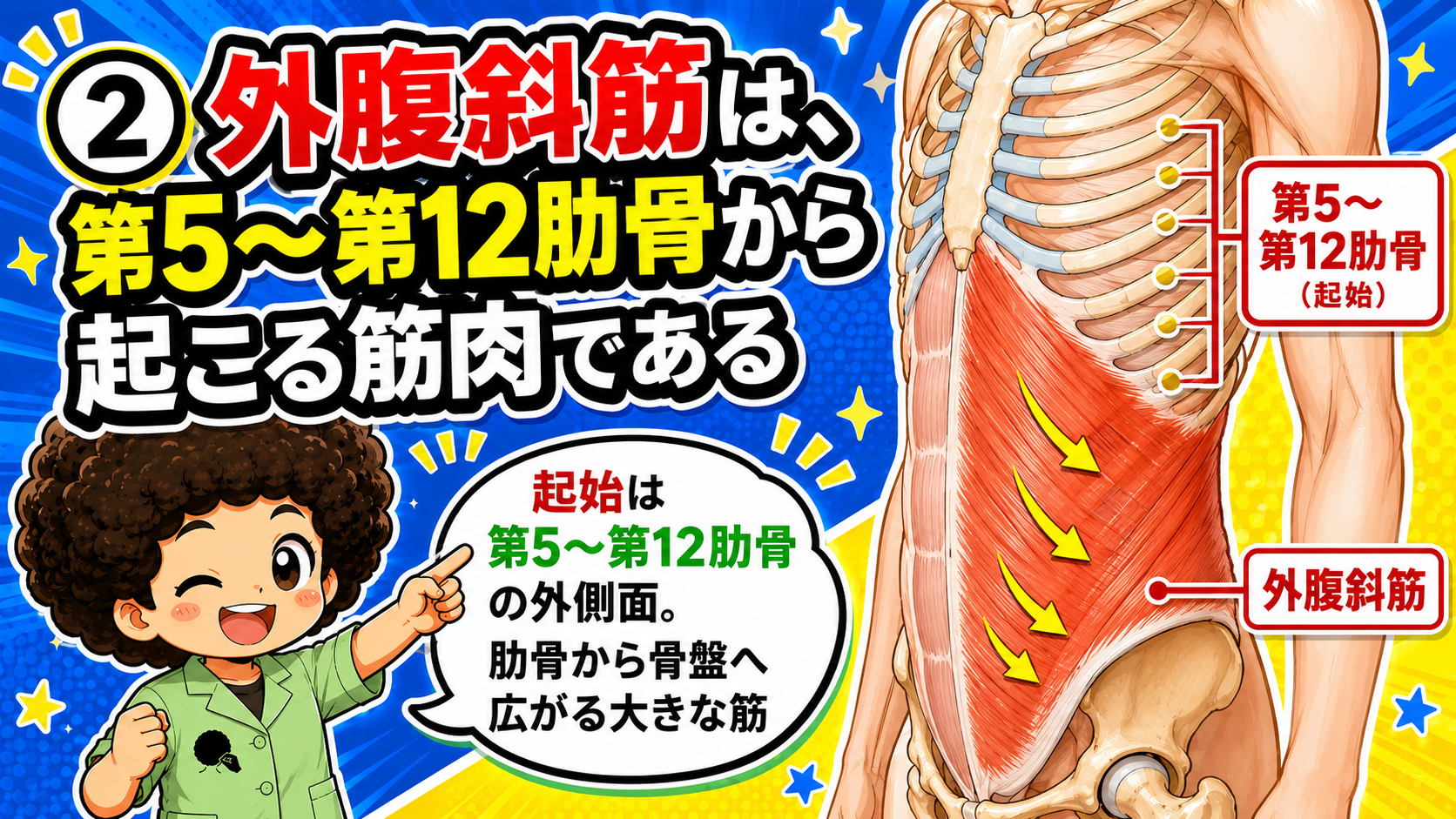 外腹斜筋の起始と停止を示した解剖図