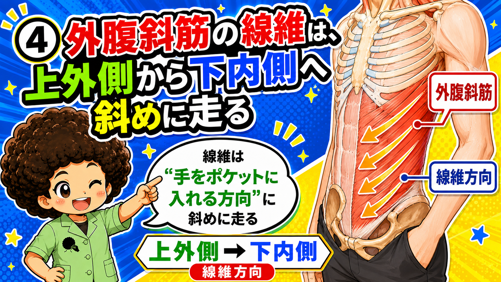 外腹斜筋の線維方向を示した図