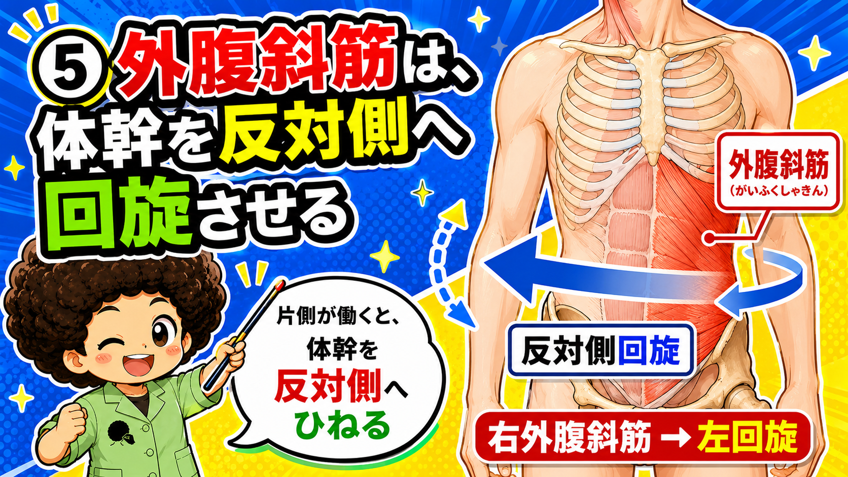 外腹斜筋の回旋・側屈・前屈・腹圧の作用図