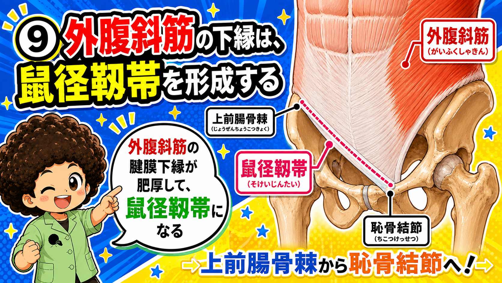 外腹斜筋の下縁が形成する鼠径靭帯の図