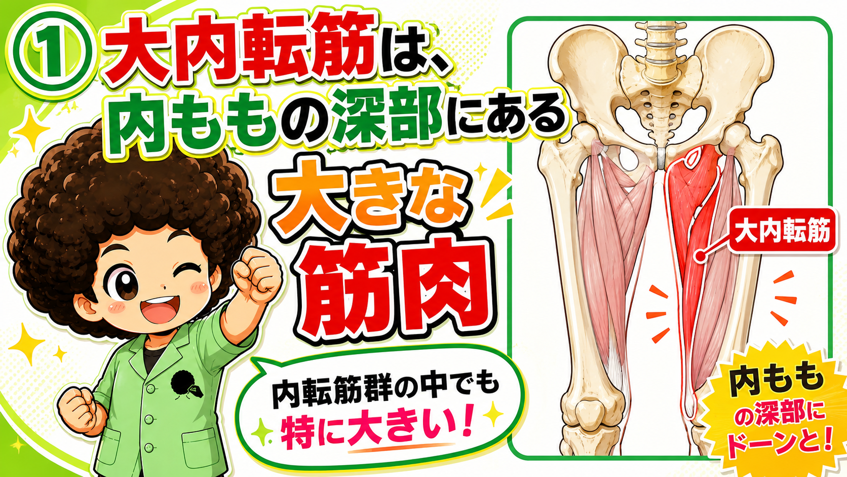 内ももの深部にある内転筋群最大の大内転筋を示した図
