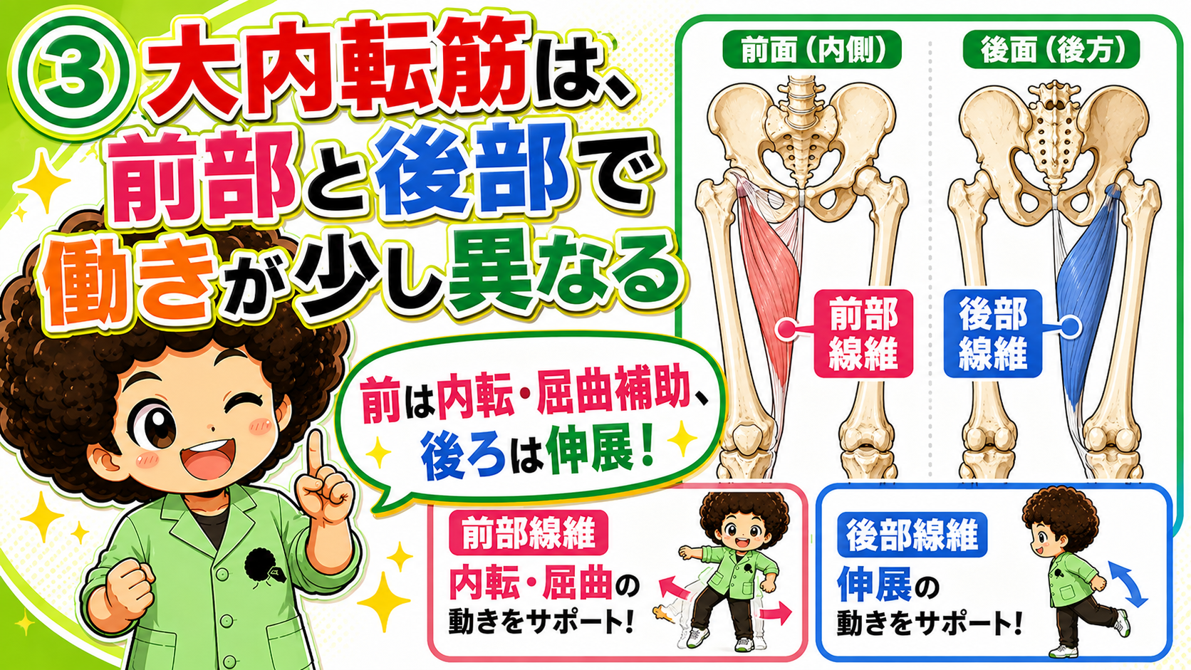 前部線維と後部線維で作用が異なる大内転筋の図