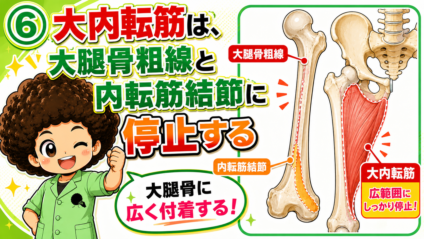 大内転筋の起始（恥骨・坐骨）と停止（大腿骨粗線・内転筋結節）の図