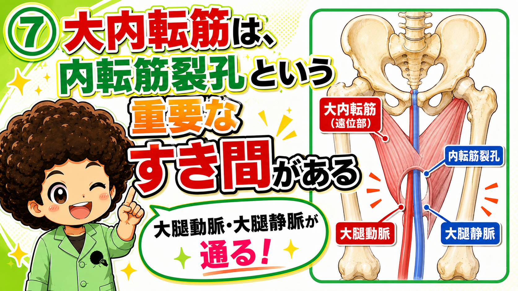 内転筋裂孔と通過する大腿動静脈を示した図