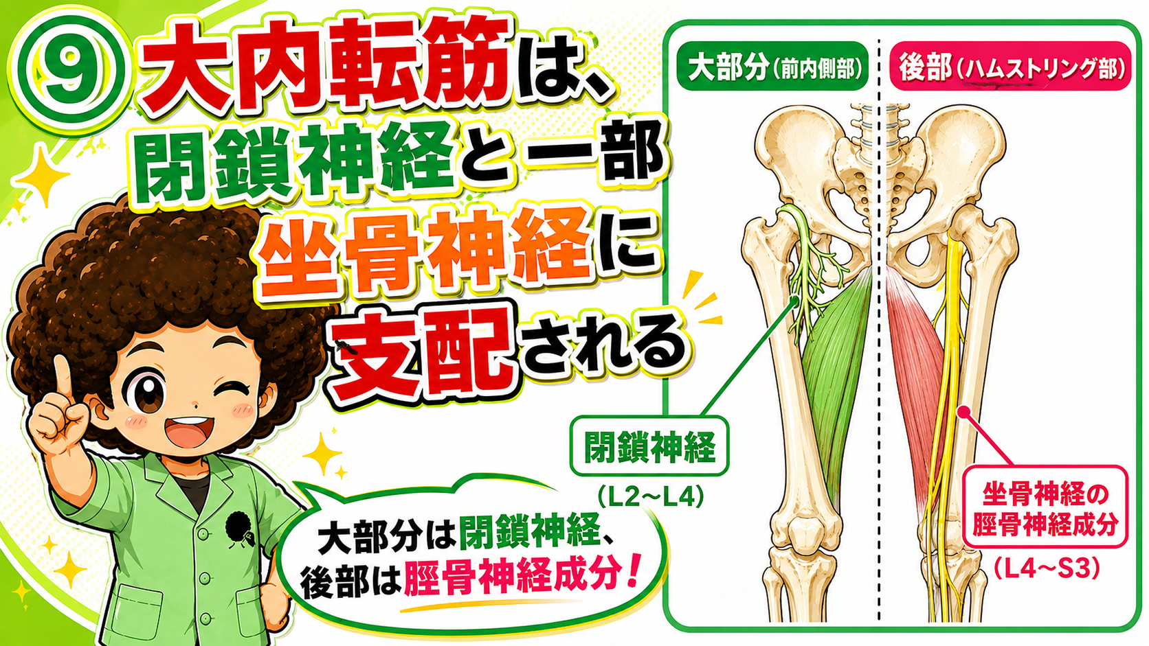 閉鎖神経と坐骨神経の脛骨神経成分に支配される大内転筋の図