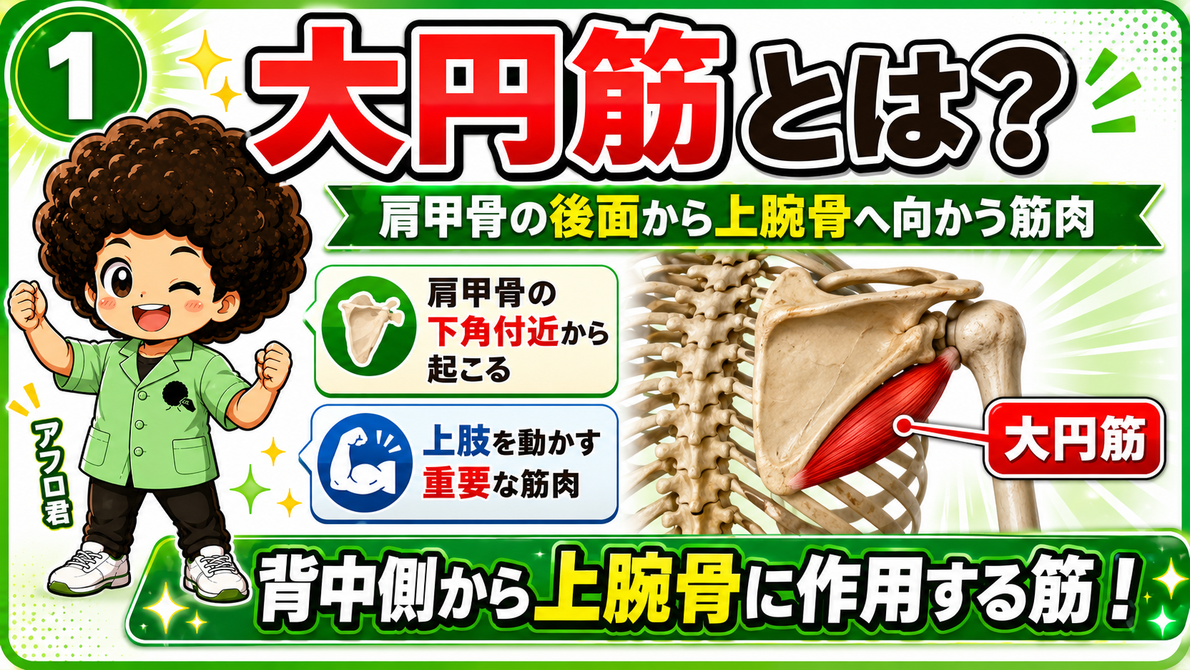 肩甲骨下角付近から上腕骨へ向かう大円筋を示した図