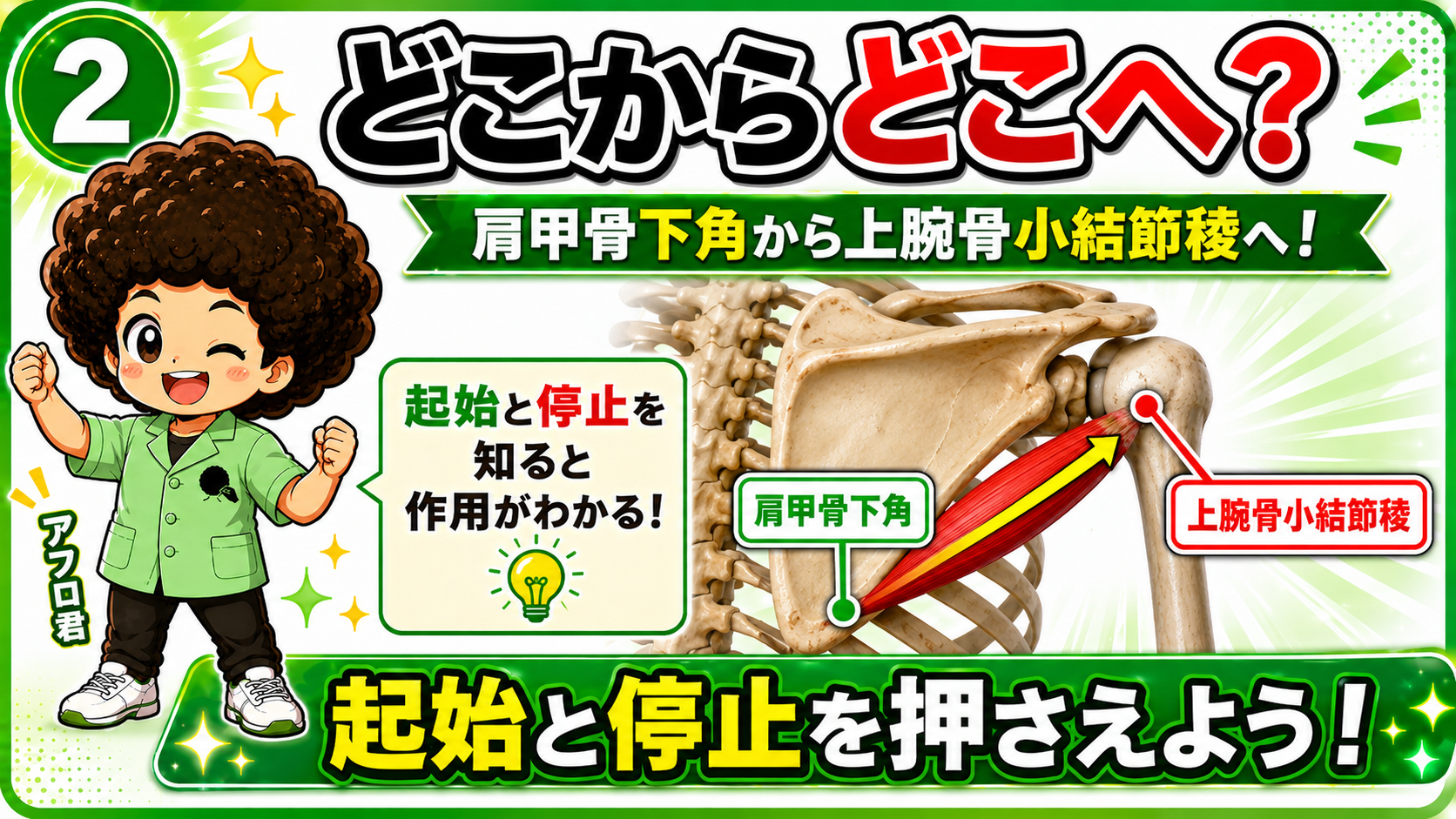 大円筋の起始と停止を示した図