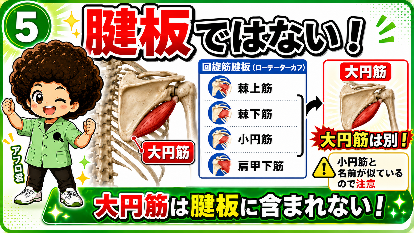 回旋筋腱板と大円筋の違いを示した図