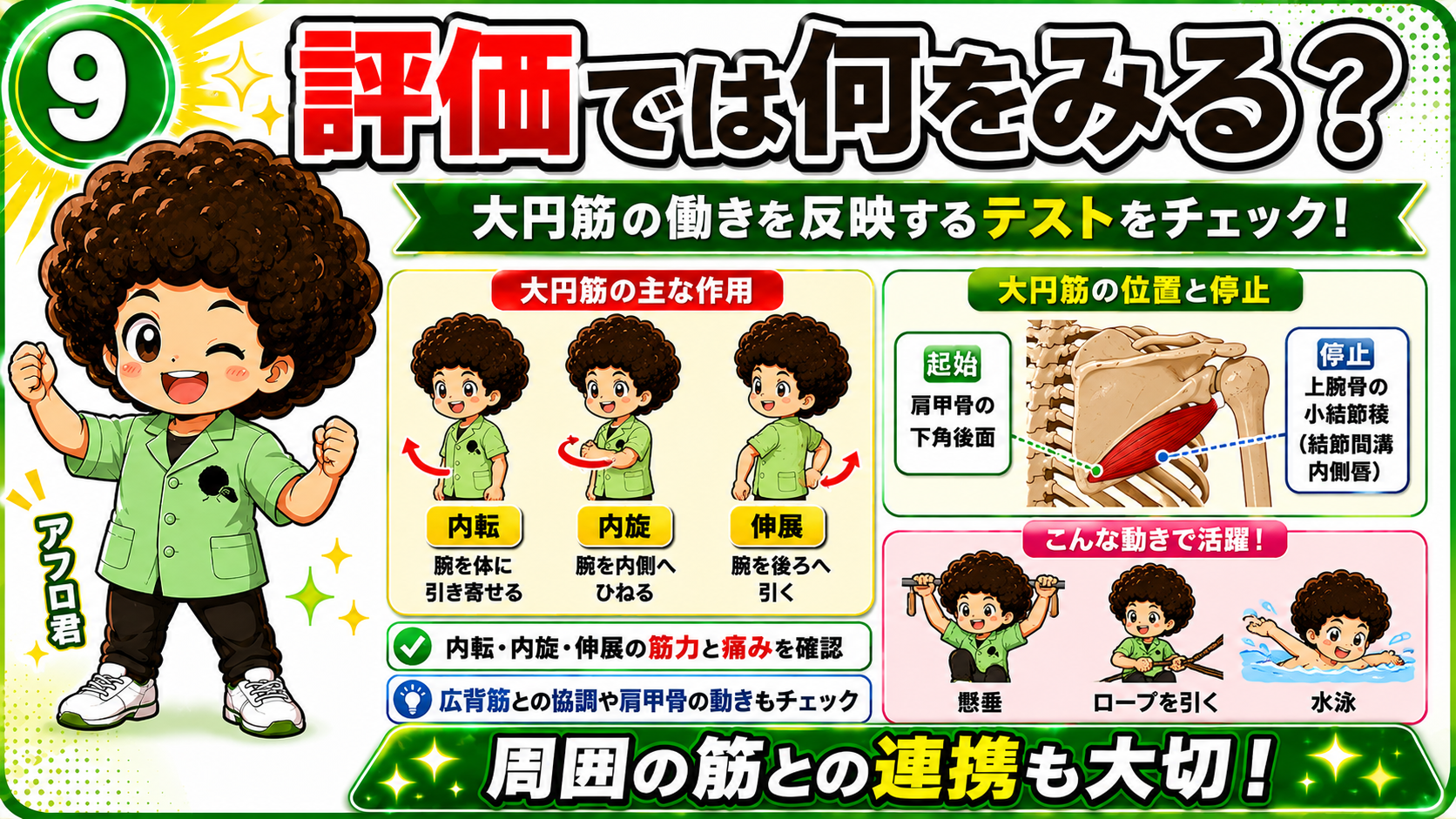 大円筋の作用と評価をまとめた図